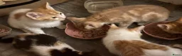 Mixed Breed cats for sale: The Most Adorable Kittens - Advert 15