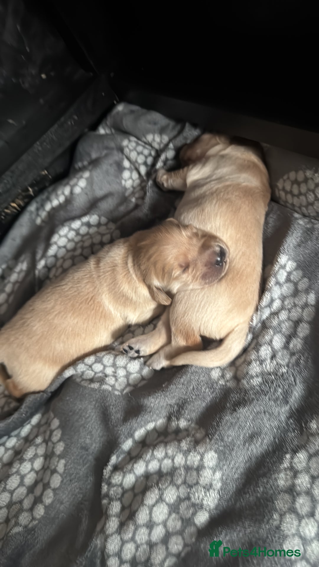 Golden Retriever dogs for sale: 🏡 2 Beautiful Male Golden Retriever Puppies - Image 6