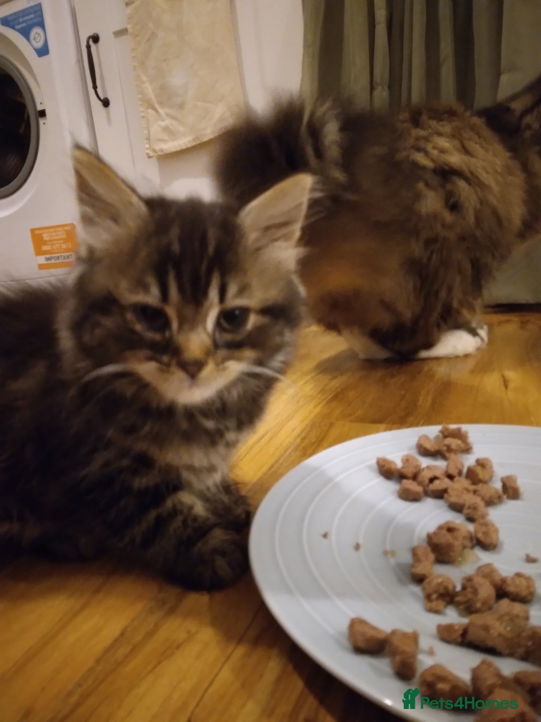 Mixed Breed cats for sale: Scottish fold cross kitten - Image 5