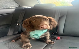 Cocker Spaniel dogs for sale: Cocker Spaniel  - Image 1