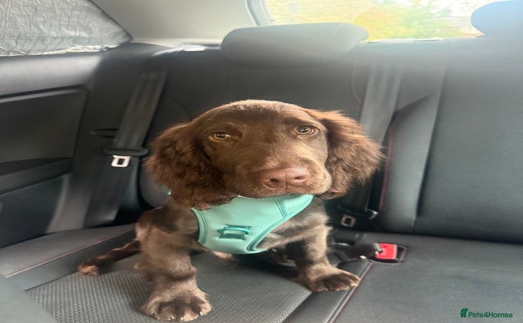 Cocker Spaniel dogs - Advert 2
