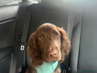 Cocker Spaniel dogs - Advert 30