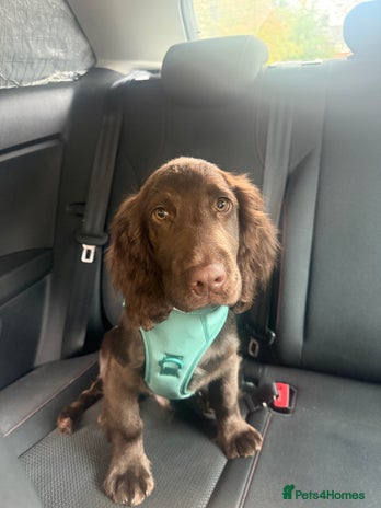 Cocker Spaniel dogs - Advert 1
