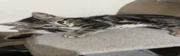 Domestic Shorthair cats for sale: Lovely tabby kittens - Advert 33