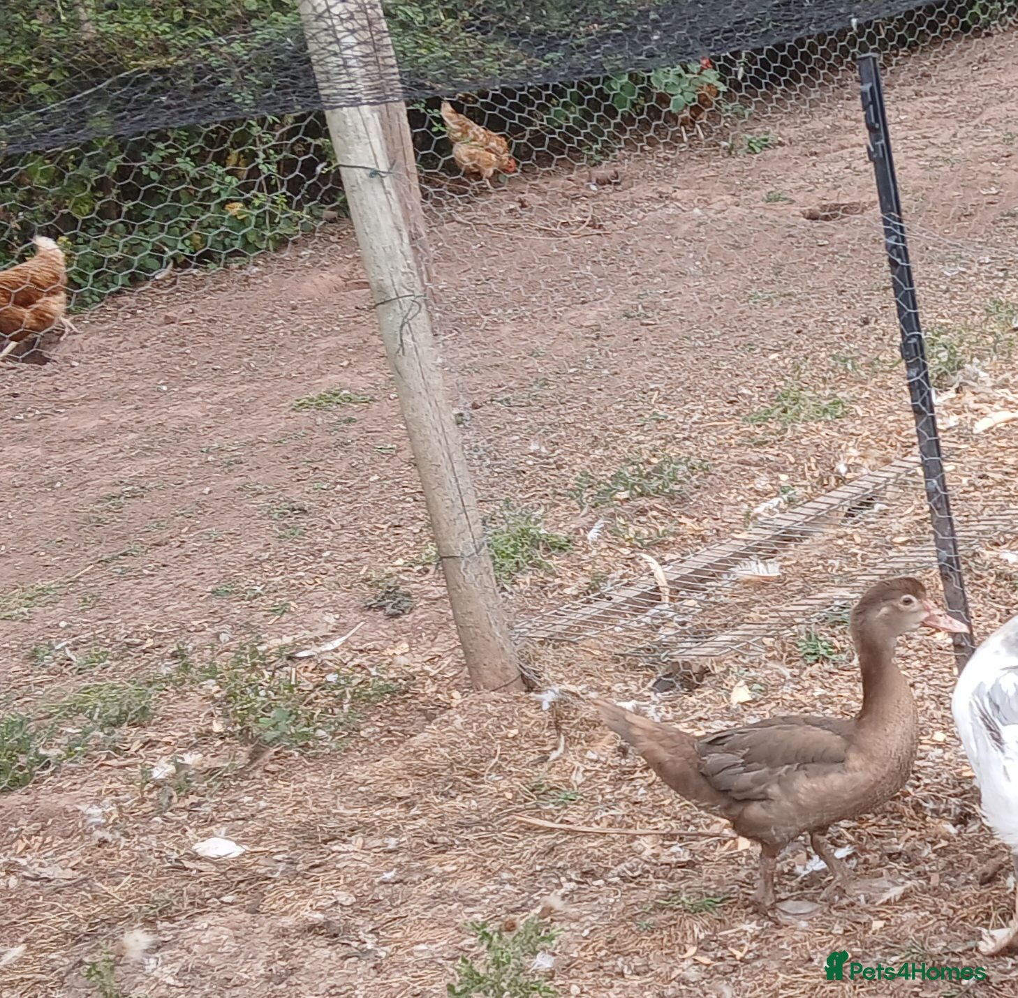 Ducks poultry Female muscovys - Advert 1