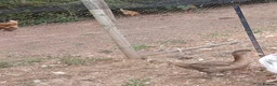 Ducks poultry for sale: Female muscovys - Advert 1