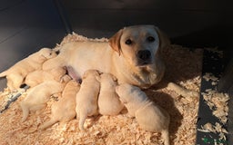 Labrador Retriever dogs for sale: ✨ Stunning chunky Labrador puppies ✨ - Image 17