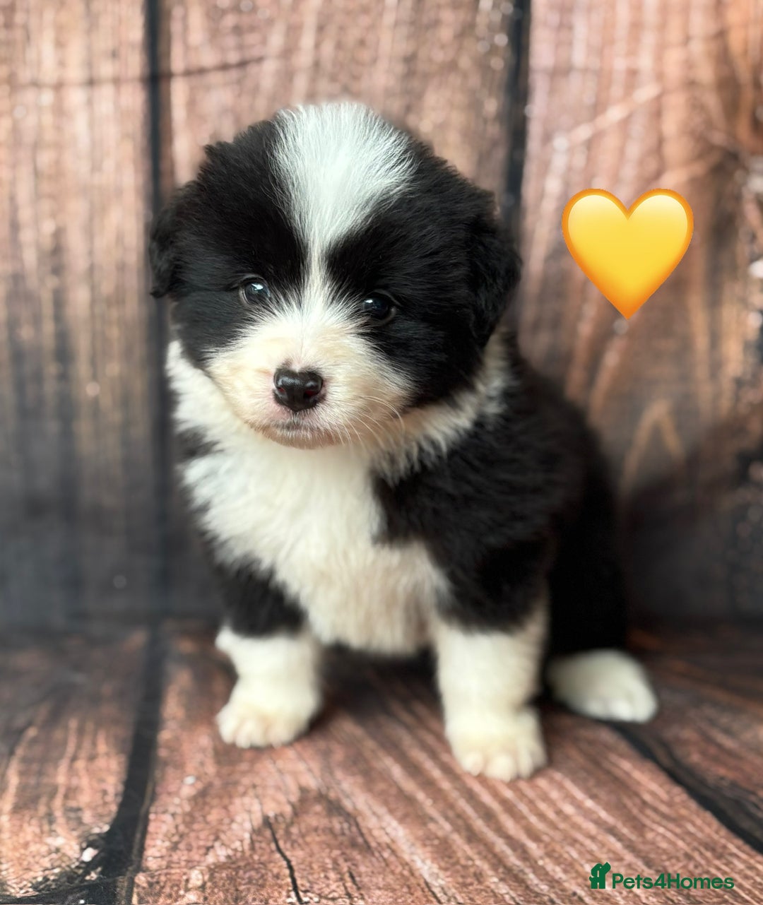 Border Collie dogs for sale: Quality Show Line KC Border Collie Males💙 - Image 11