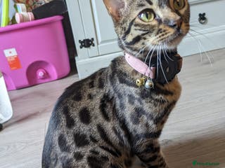 Bengal cats Maise bengal cat - Advert 1