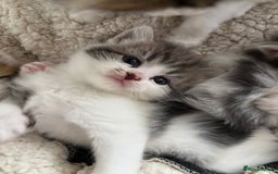 Mixed Breed cats for sale: 5 wee kittens needing homes. - Image 11