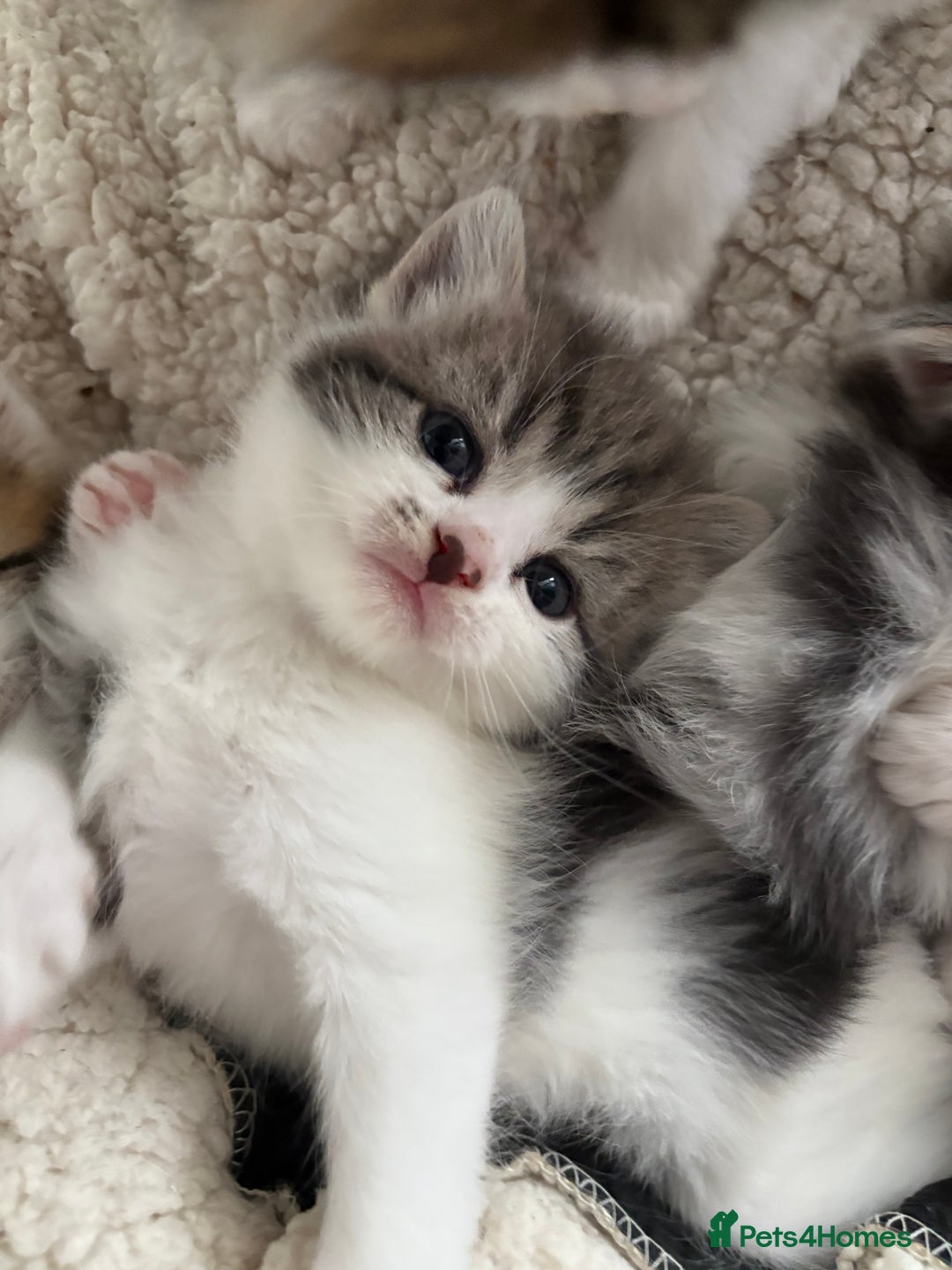 Mixed Breed cats for sale: 5 wee kittens needing homes. - Image 11