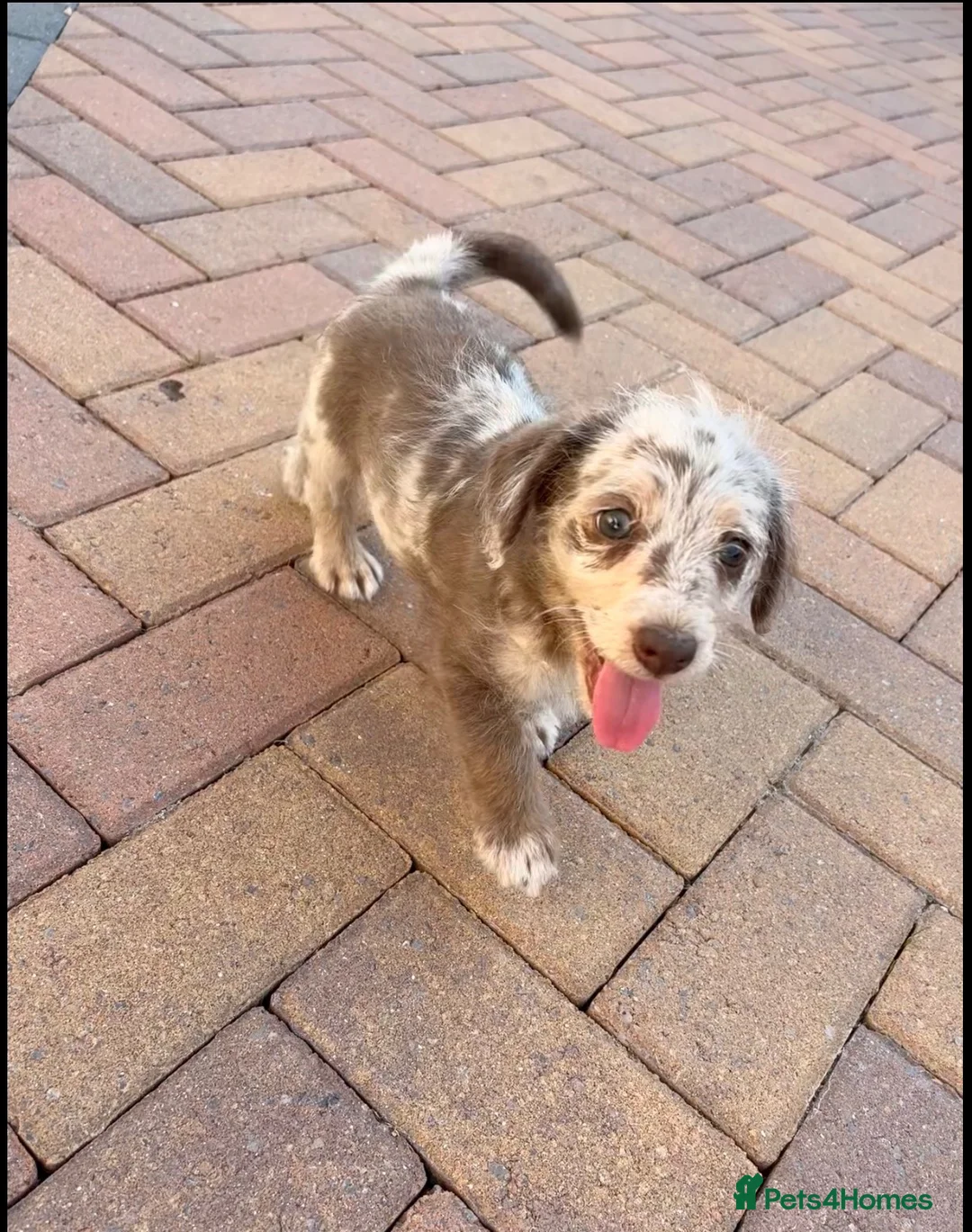 Jackapoo dogs for sale: Merle Boy jackapoo puppy in Swindon - Advert 2