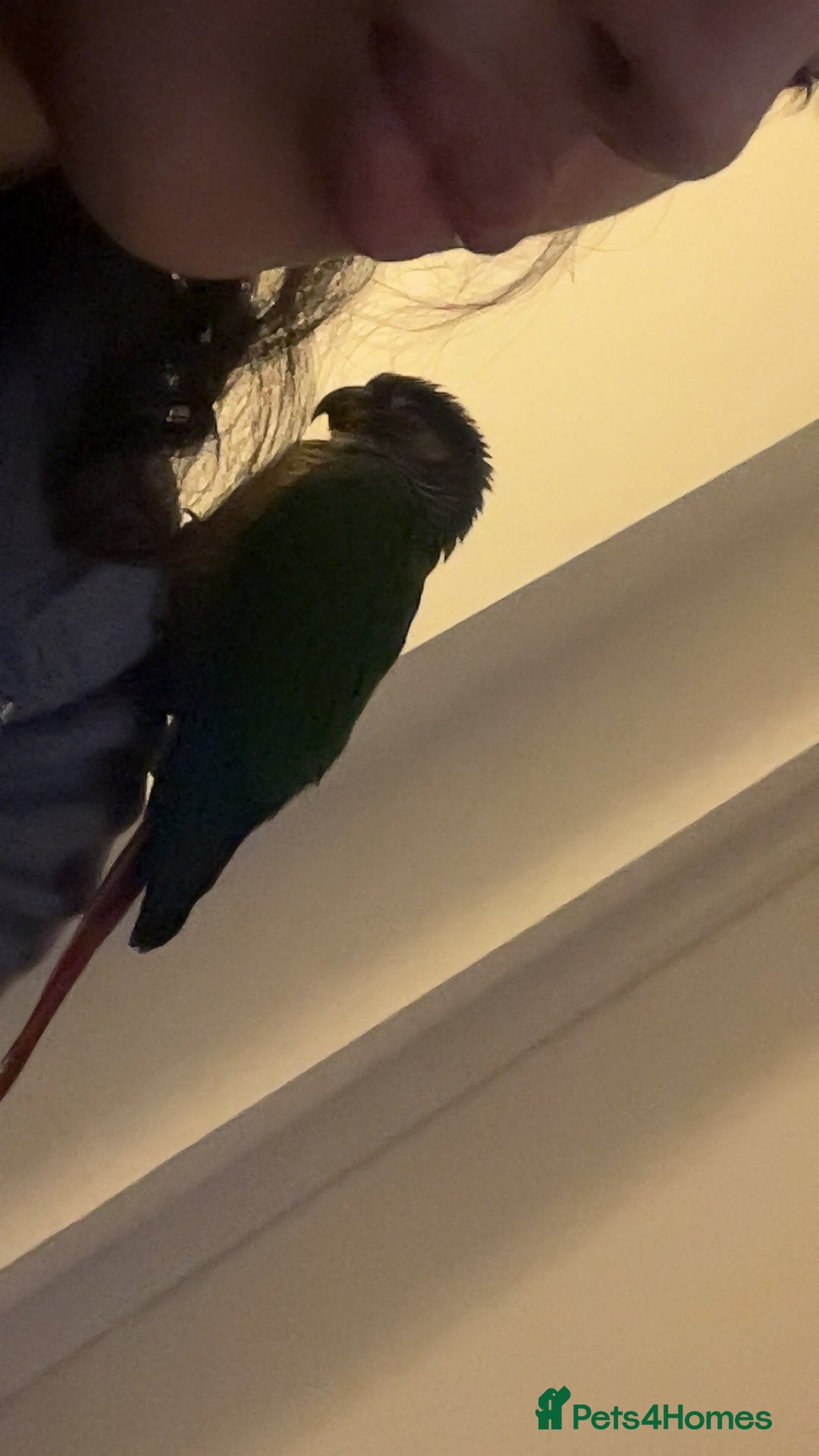 Conures birds for sale: Green Cheek Conure, Young, Hand-Tame, With Cage - Advert 4