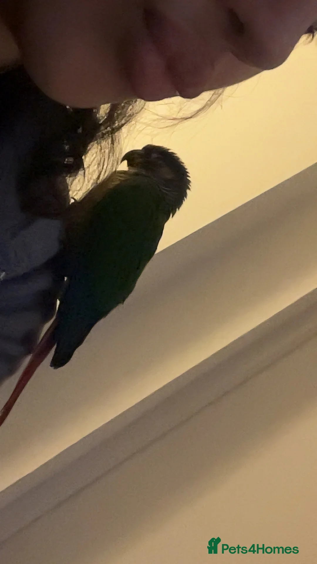 Conures birds for sale: Green Cheek Conure, Young, Hand-Tame, With Cage - Advert 4