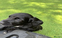 Cocker Spaniel dogs for sale: Working Cocker Spaniel Puppies – Ready Soon 🐾 - Image 5