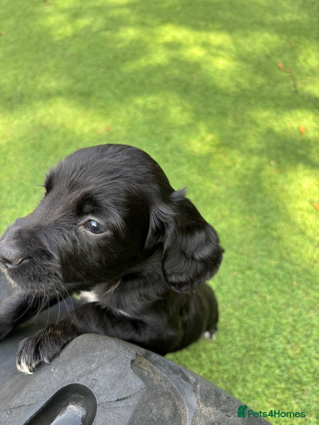 Cocker Spaniel dogs for sale: Working Cocker Spaniel Puppies – Ready Soon 🐾 - Image 5