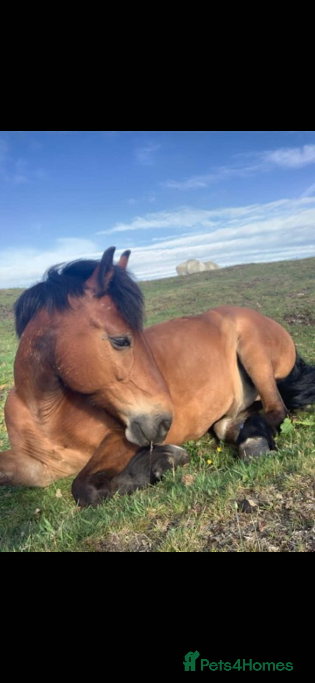 Other Breed horses for sale: Looking for new home  - Advert 6