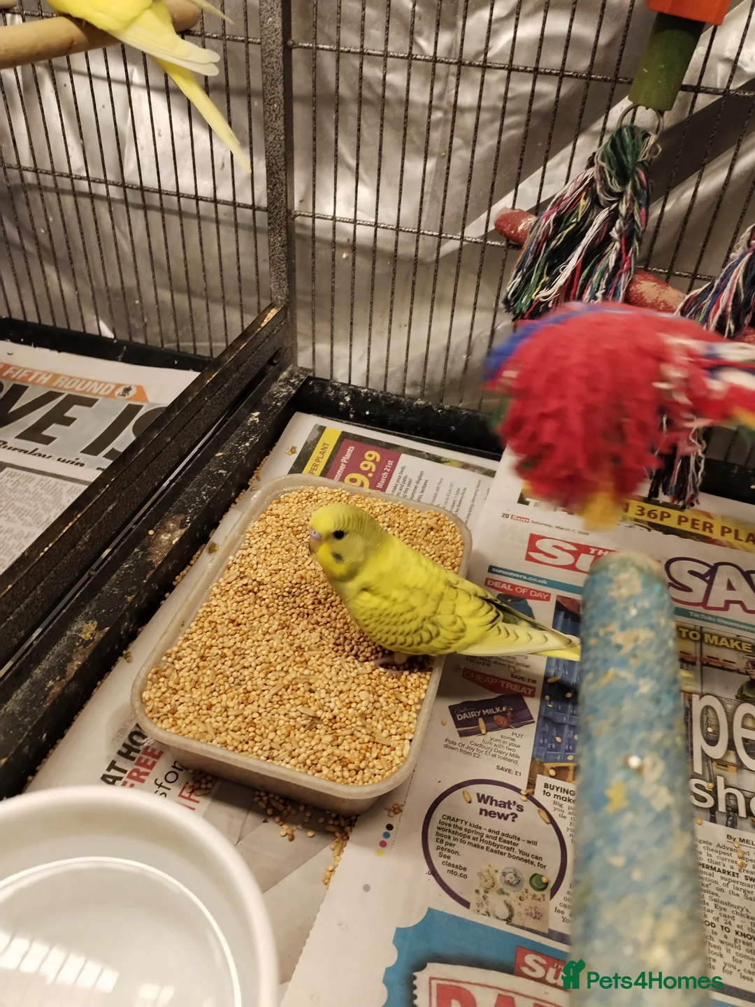 Budgerigars birds for sale: Beautiful baby budgies  - Advert 8