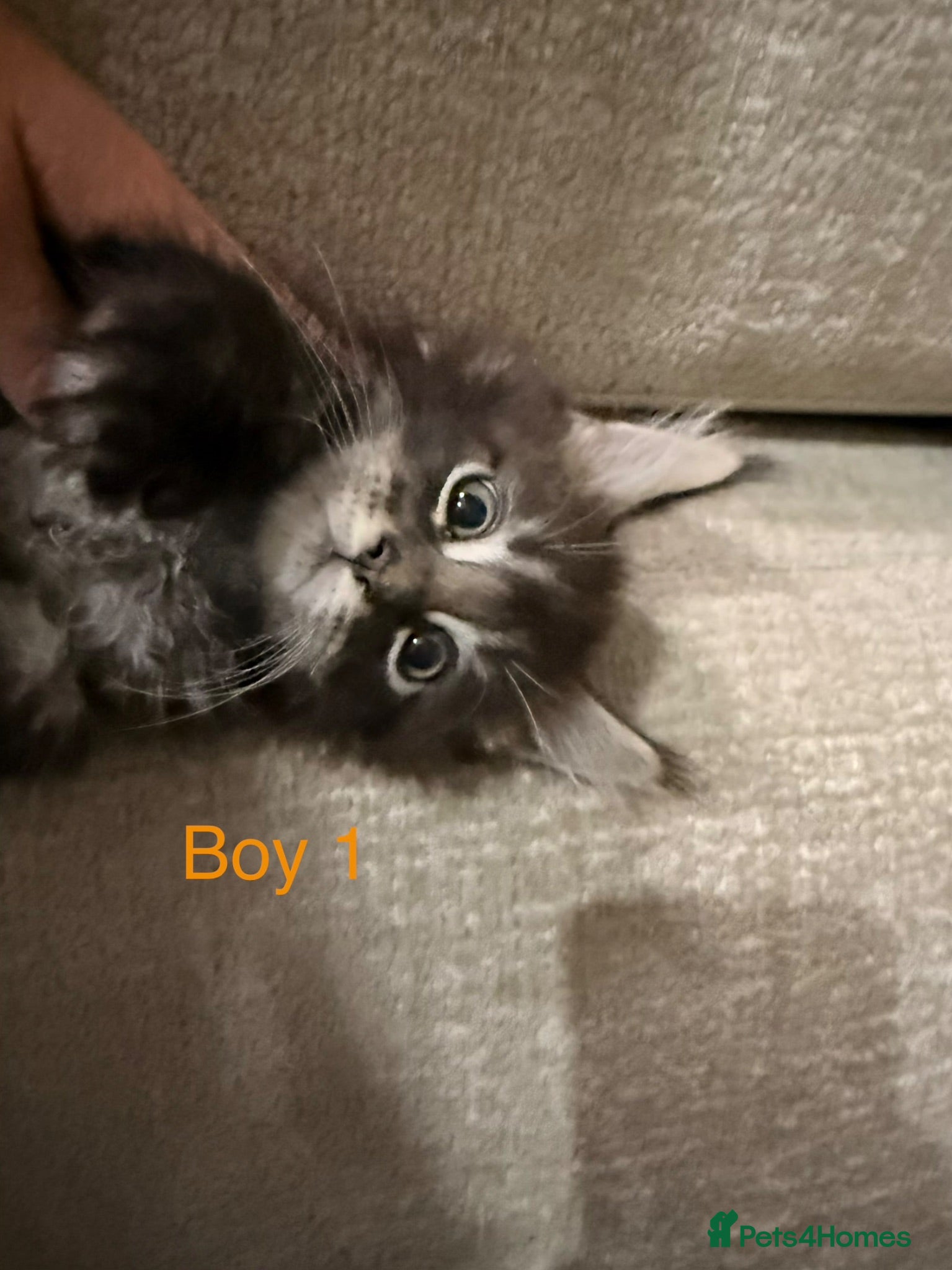 Maine Coon cats Stunning Pure bred tica registered Mainecoons  - Advert 6