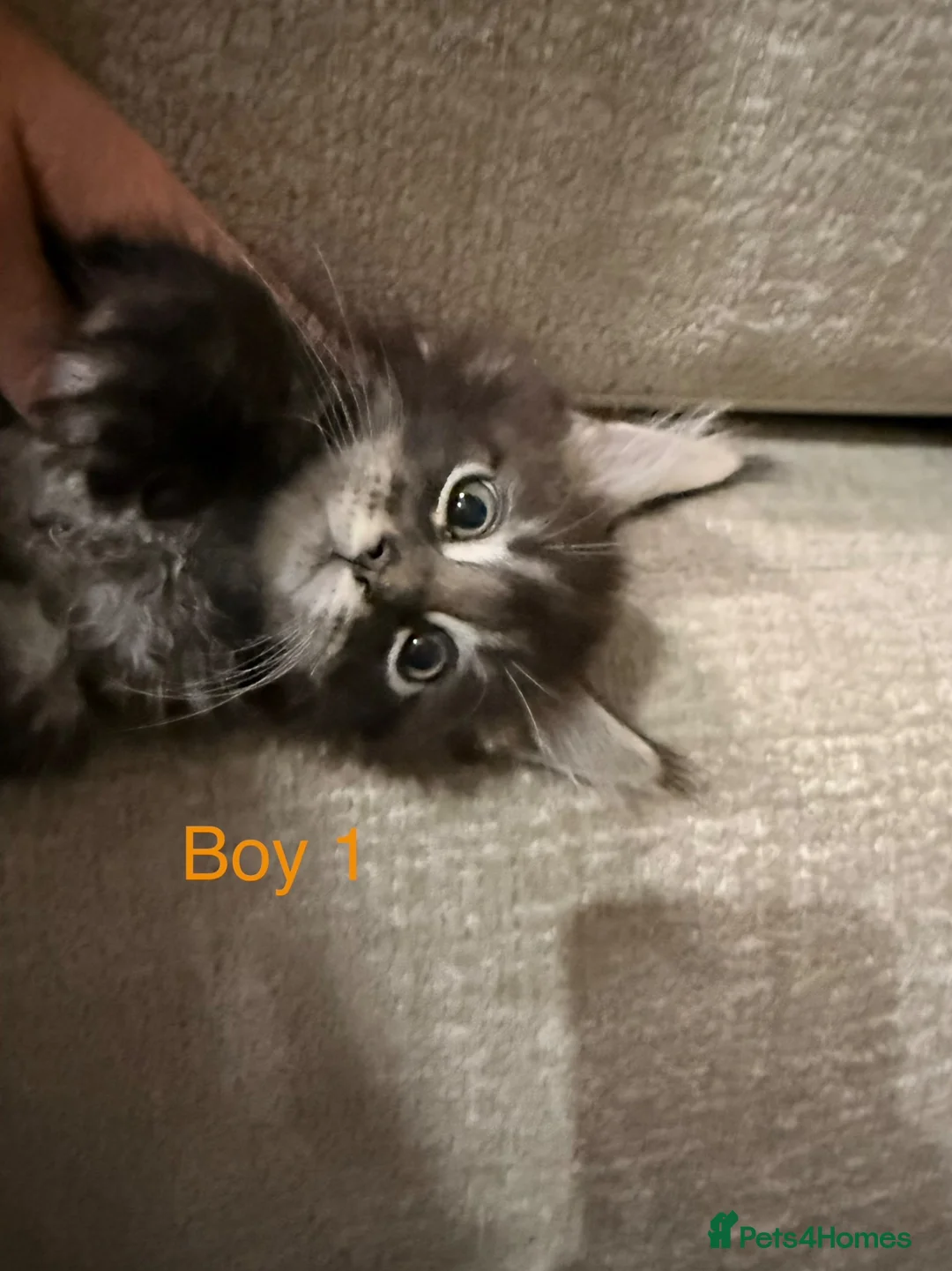 Maine Coon cats for sale: Stunning Pure bred tica registered Mainecoons  - Advert 1
