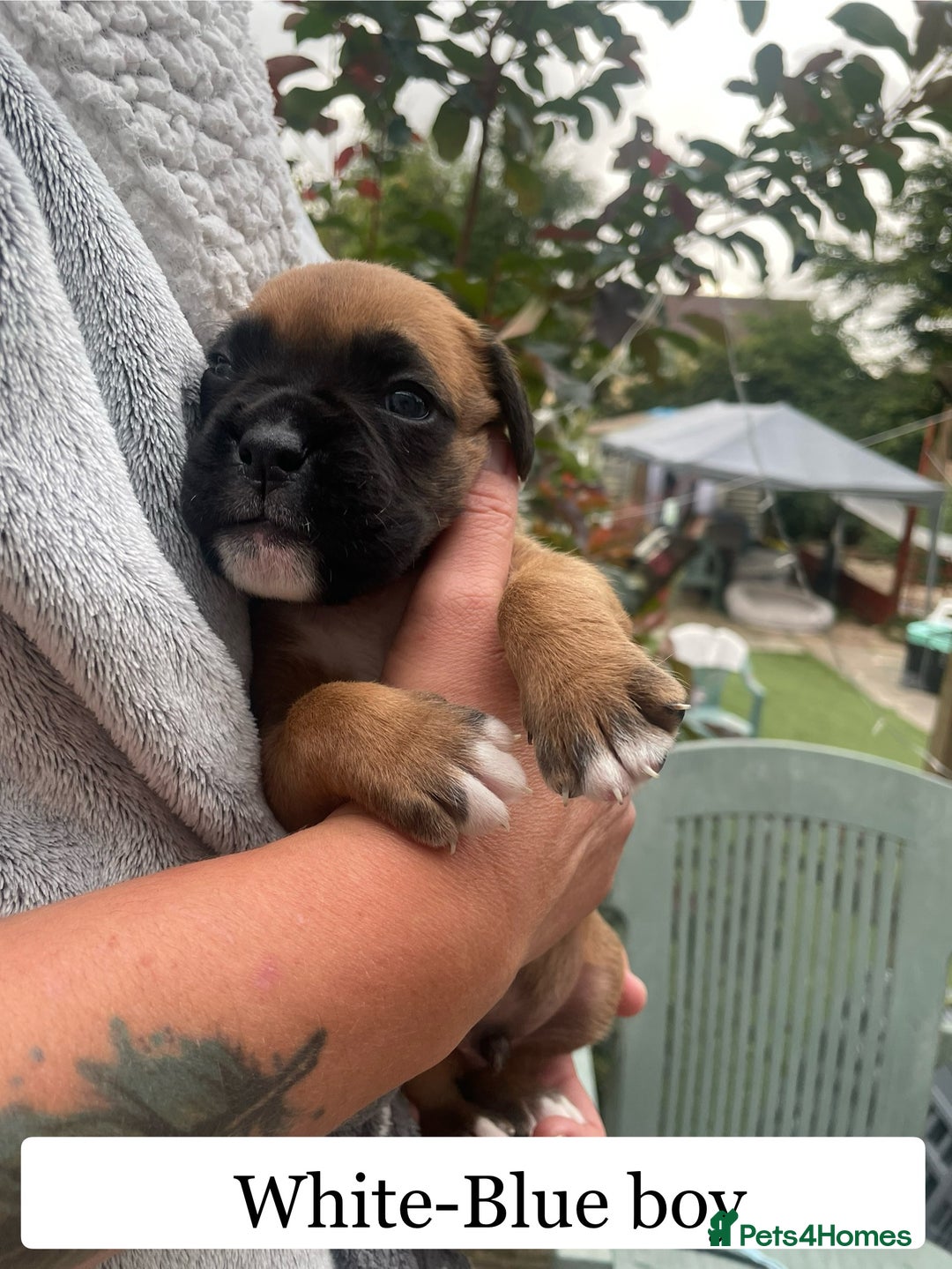 Boxer dogs for sale: Bunch of Boxer Babies - Image 6