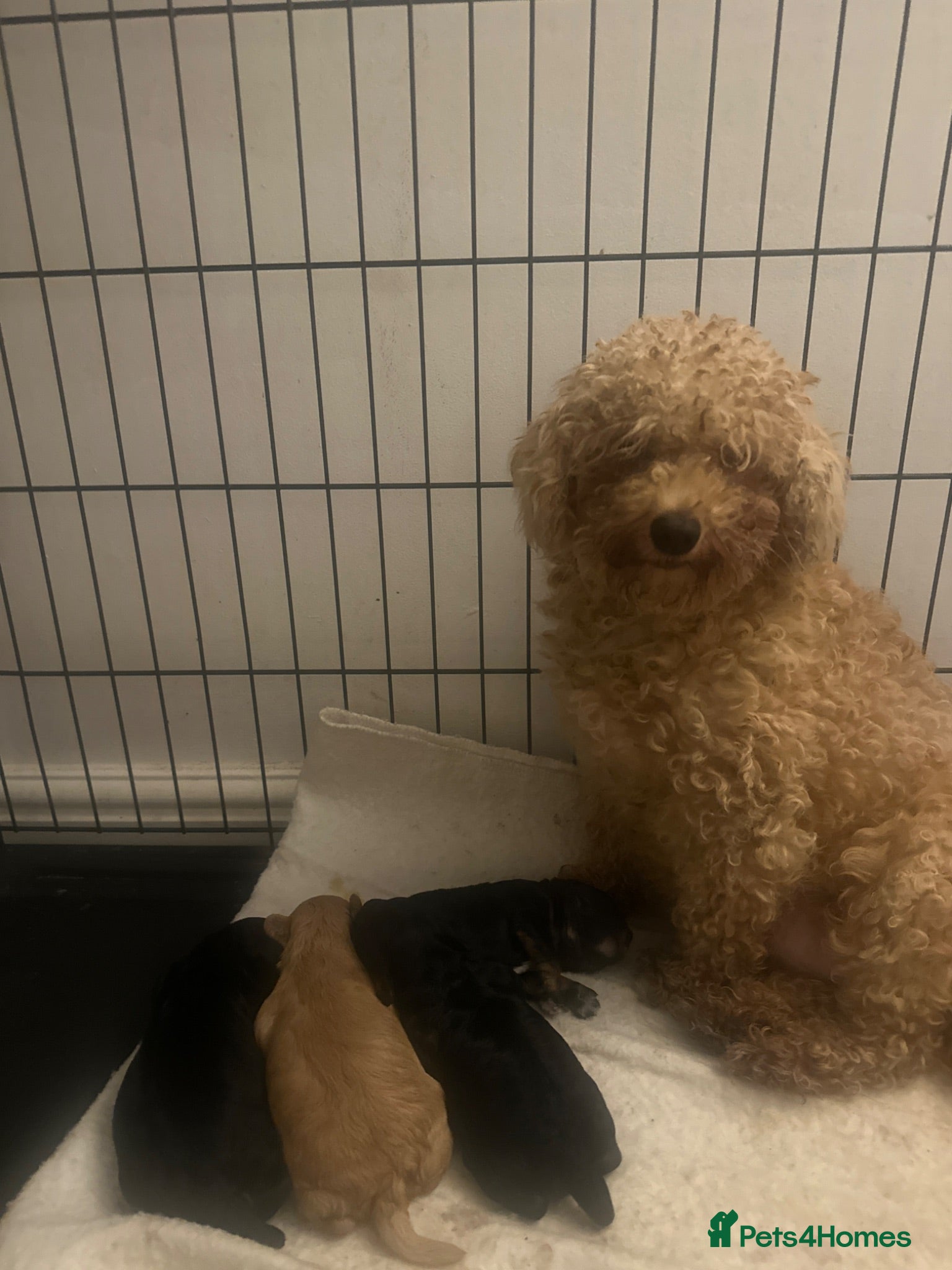Cavapoo dogs Male toy poodle / Cavapoo puppy for sale  - Advert 15