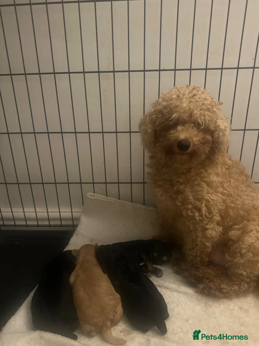 Cavapoo dogs for sale: Male toy poodle / Cavapoo puppy for sale  - Advert 1