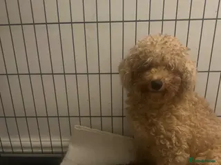 Cavapoo dogs Male toy poodle / Cavapoo puppy for sale - Advert 1
