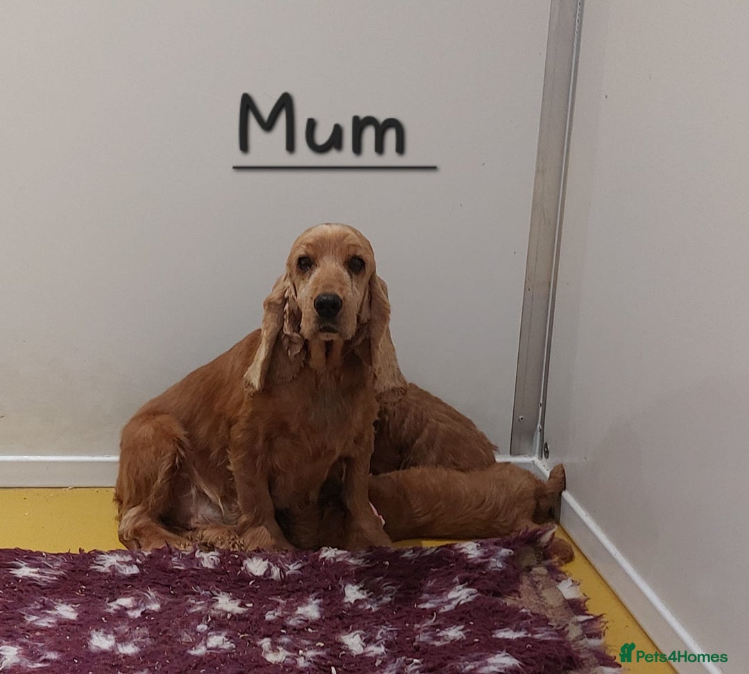 Cockapoo dogs for sale: Beautiful Red F1 Cockapoo puppies - Image 6