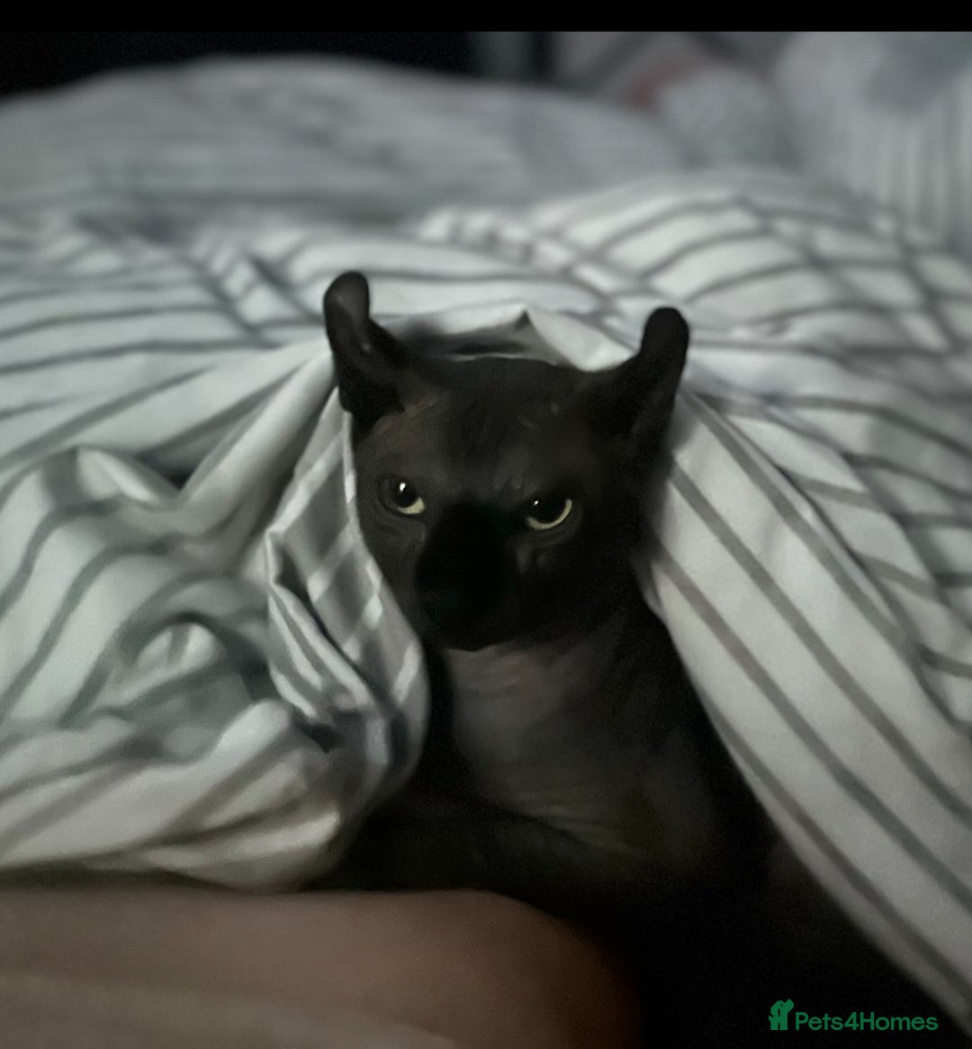 Sphynx cats for stud: Stunning blue Elf - Advert 6