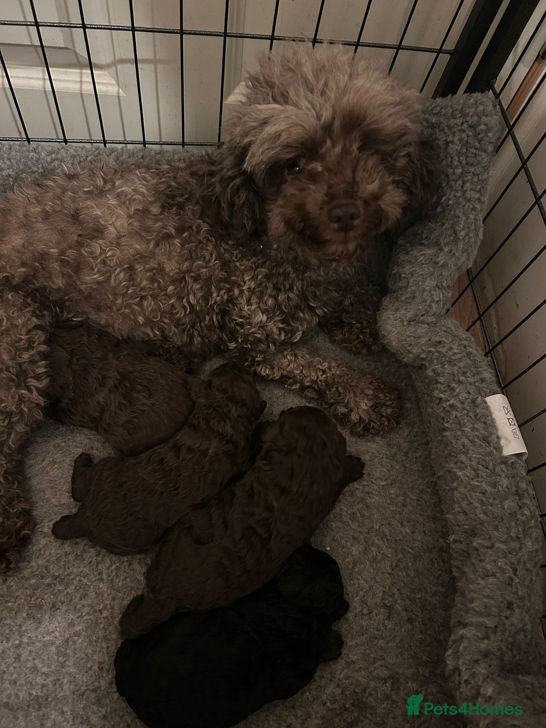 Toy Poodle dogs for sale: Beautiful pure chocolate & phantom Toy Poodles - Advert 9