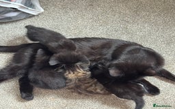 Mixed Breed cats for sale: 3x tuxedo 1x tabby - Image 3