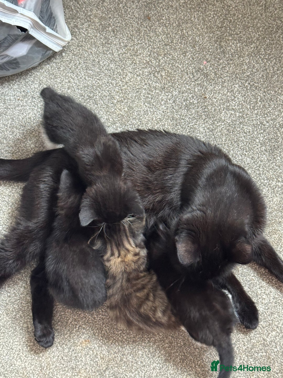 Mixed Breed cats for sale: 3x tuxedo 1x tabby - Image 3