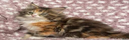 Maine Coon cats for sale: Beautiful Maine Coon Kittens - Advert 14