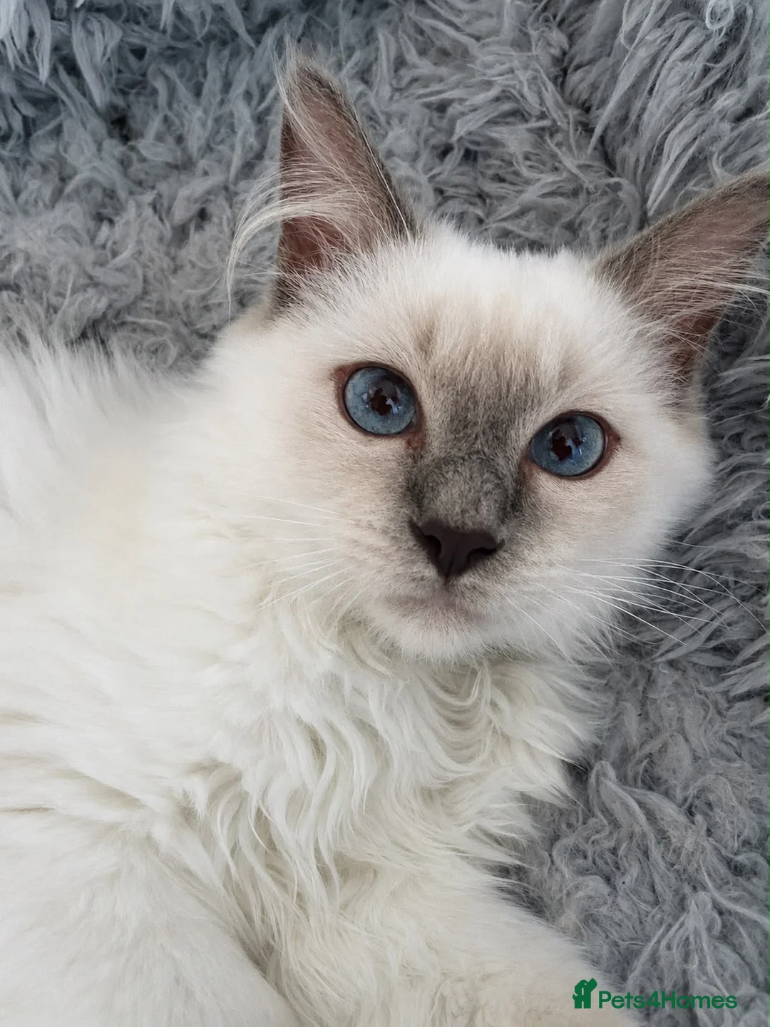 Ragdoll cats for sale: TICA Registered Pedigree Lilac Point/Mitted title - Advert 2