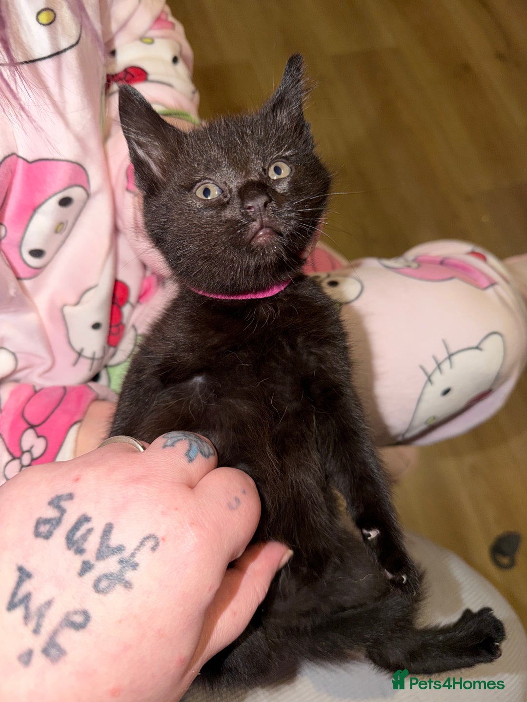 Ragdoll cats for sale: 6 Beautiful Ragdoll cross Domestic shorthair - Advert 16