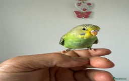 Cockatiels birds for sale: BEAUTIFUL BABY HAND REARED COCKATIEL / BIRDS  in Liverpool - Image 14