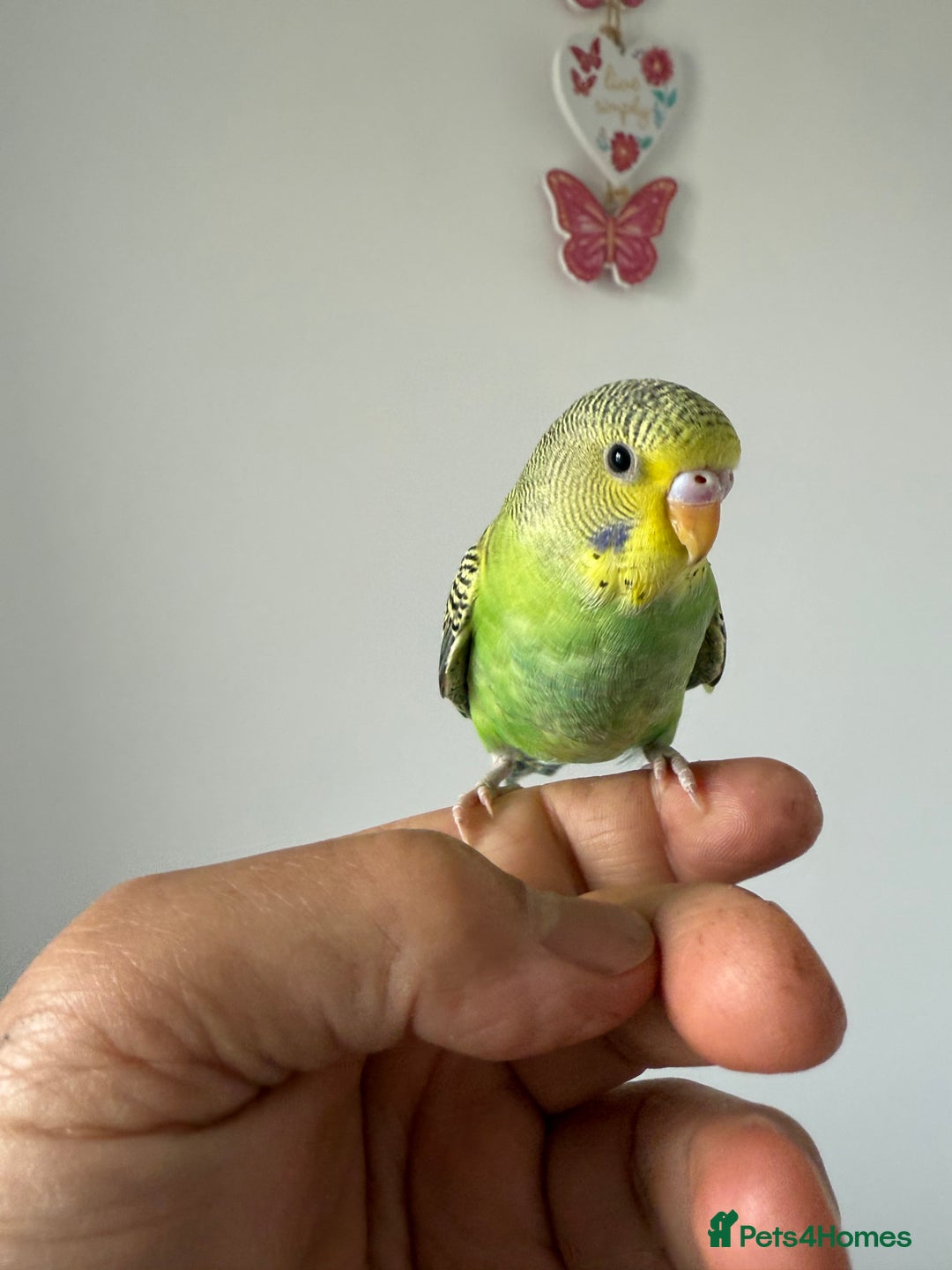 Cockatiels birds for sale: BEAUTIFUL BABY HAND REARED COCKATIEL / BIRDS  in Liverpool - Image 14