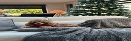 Maltipoo dogs for sale: Stunning Toy Maltipoo Puppies for sale  in Burton-on-Trent - Advert 6