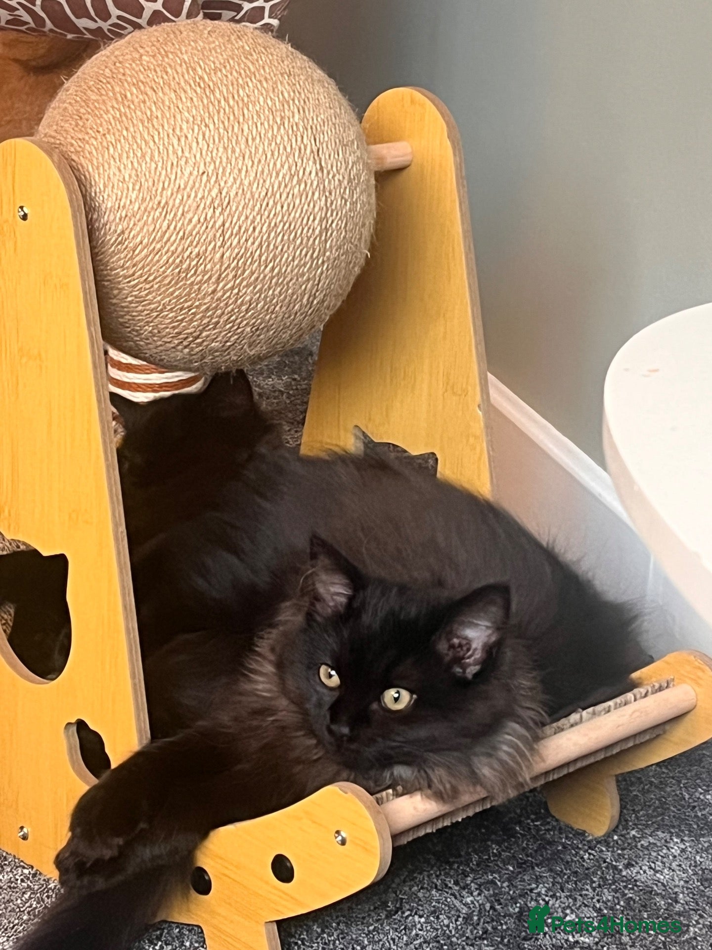 Ragdoll cats for sale: Two beautiful ragdoll brothers  - Advert 2
