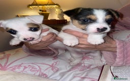 Jack Russell dogs for sale: Jack Russel pup 🐶  - Image 4