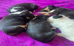 Mixed Breed dogs for sale: Beautiful pups 6 Males - Image 10
