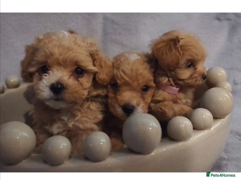 Maltipoo dogs Beautiful Very Tiny F1B maltipoos - Advert 1