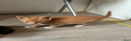 Mixed Breed cats for sale: 4 cute kittens  - Advert 6