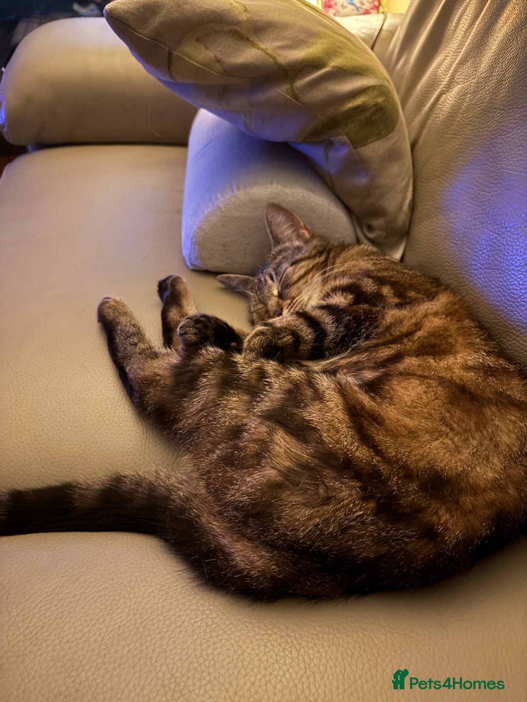 Domestic Shorthair cats for sale: I need a good loving forever home 🐾🐾 - Image 5