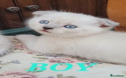 Scottish Fold cats for sale: Scottish fold kittens with blue eyes  - Image 4