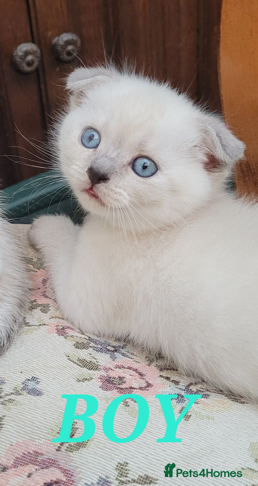 Scottish Fold cats for sale: Scottish fold kittens with blue eyes  - Image 4