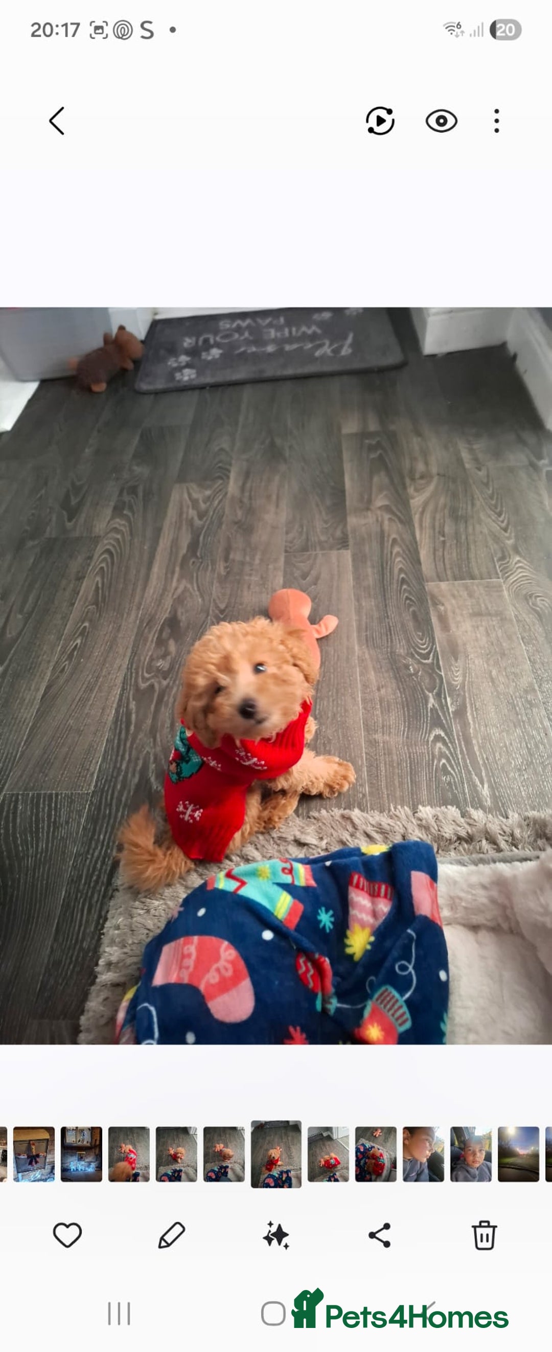 Mixed Breed dogs for sale: Toy poddle - Advert 4