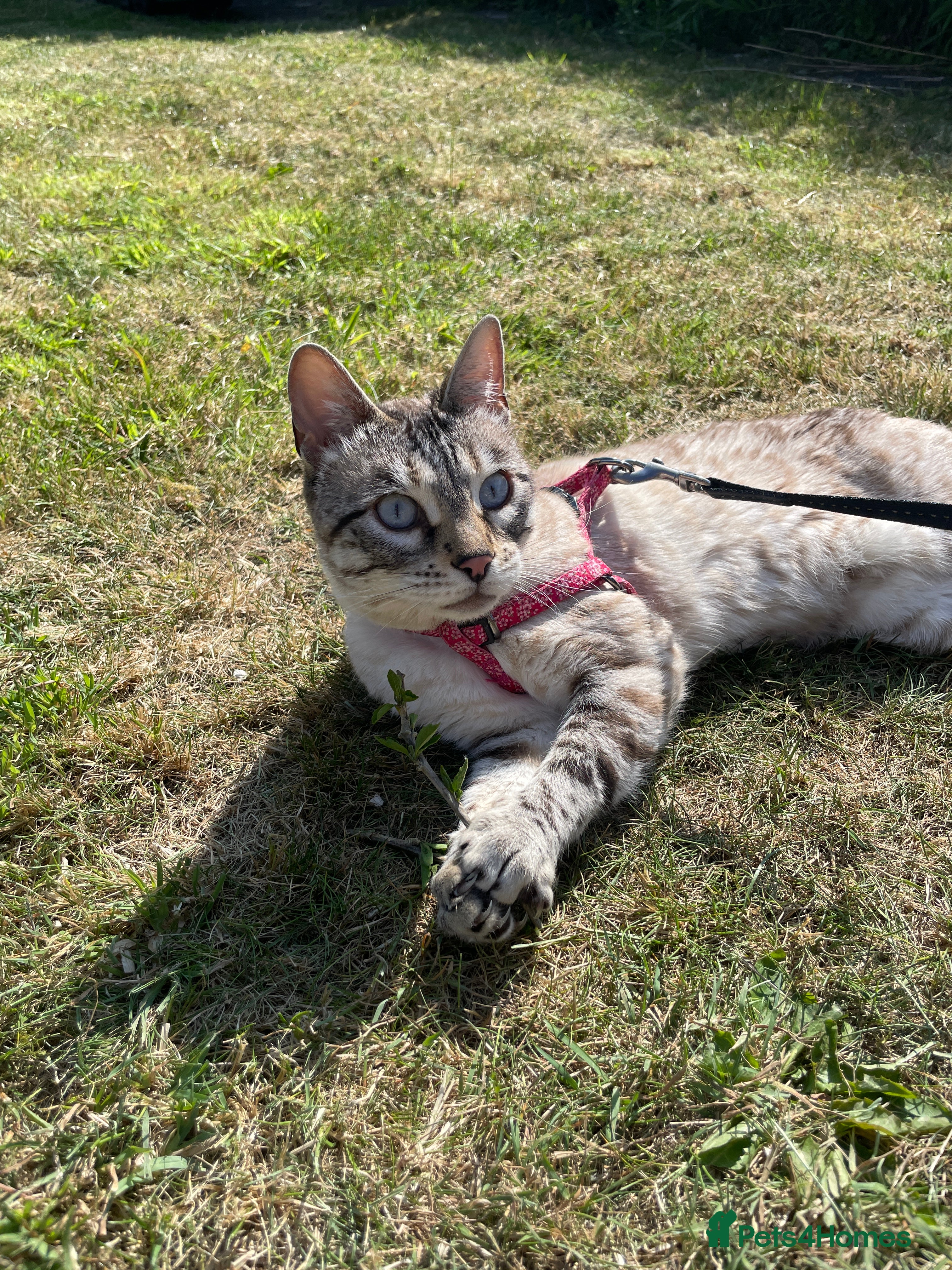 Bengal cats Snow Bengal looking for home. Female 3YR Rella - Advert 12