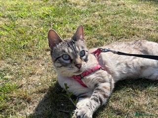 Bengal cats for sale: Snow Bengal looking for home. Female 3YR Rella - Advert 1